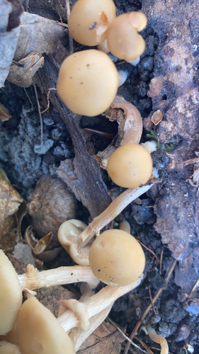 Deadly Galerina