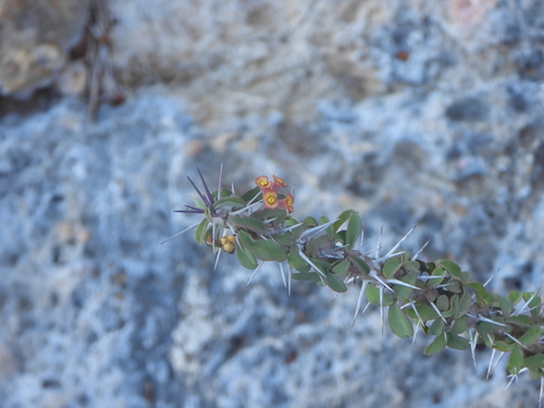 Euphorbia mahafalensis, photograph 1
