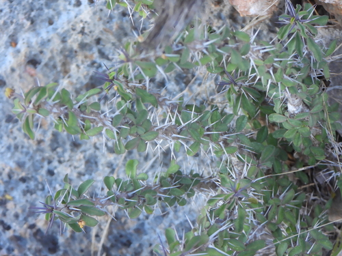 Euphorbia mahafalensis, photograph 2