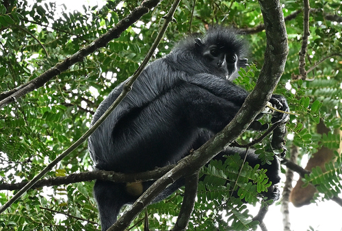 Gabon Black Colobus