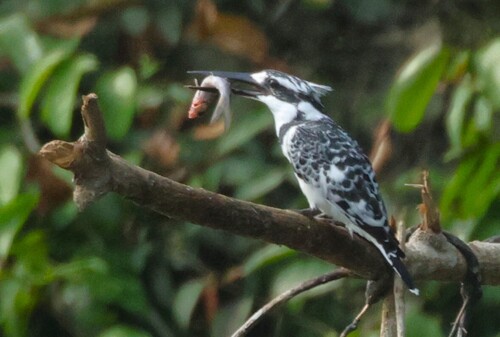 Pied Kingfisher