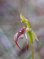 Chiloglottis curviclavia
