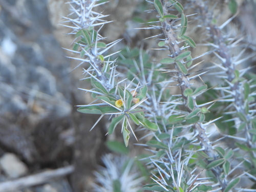 Euphorbia mahafalensis, photograph 4