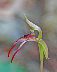 Chiloglottis curviclavia