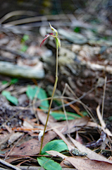 Chiloglottis curviclavia