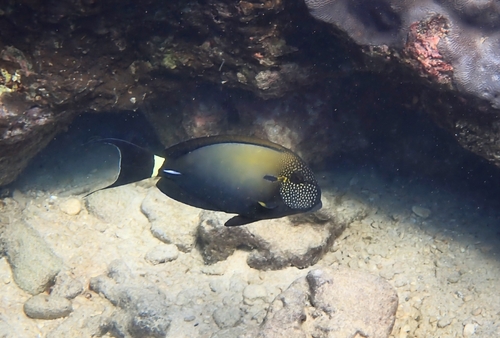 Acanthurus maculiceps observed 2026-05-08
