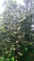 Elaeagnus thunbergii