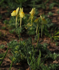 Linaria haelava