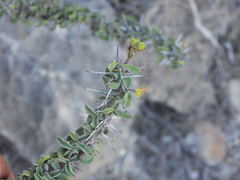 Euphorbia mahafalensis, photograph (c) amantedarmanin, some rights reserved (CC BY)