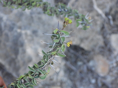 Euphorbia mahafalensis, photograph (c) amantedarmanin, some rights reserved (CC BY)