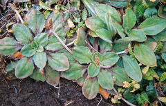 Plantago raoulii