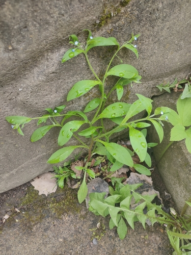 Diffuseflowered Forget-Me-Not