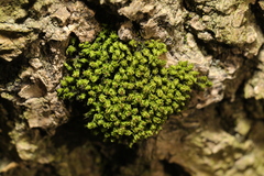 Plenogemma phyllantha