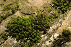 Plenogemma phyllantha