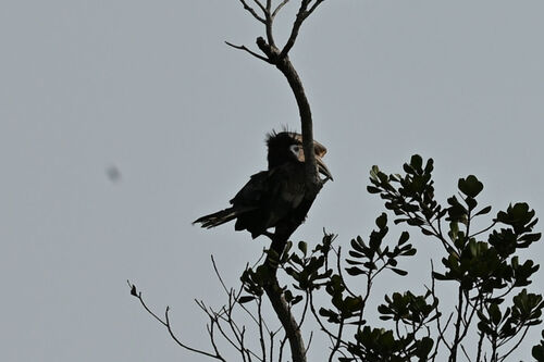 Black-casqued Hornbill