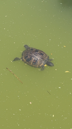 Trachemys scripta