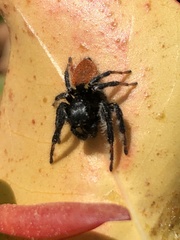 Carrhotus xanthogramma