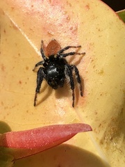 Carrhotus xanthogramma