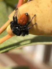 Carrhotus xanthogramma