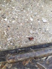Pyrrhocoris apterus
