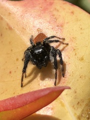 Carrhotus xanthogramma