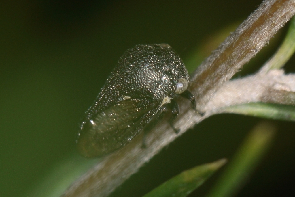 Sertorius