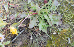 Taraxacum ceratophorum