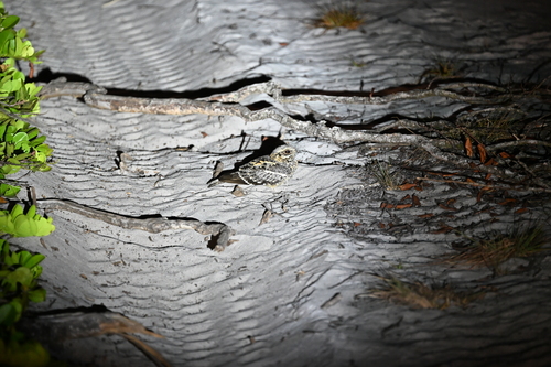 iNaturalist image