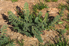Astragalus caprinus