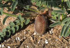 Astragalus caprinus