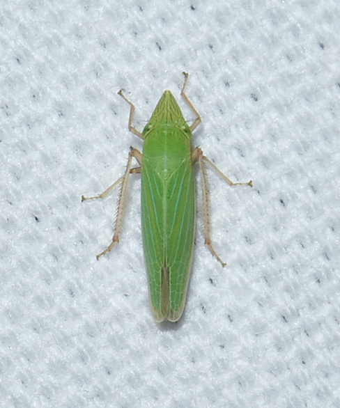 Sharp-headed Sharpshooter from UV light, Sunset, LA 70584, USA on April ...