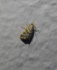 Aporocosmus lamprodeta