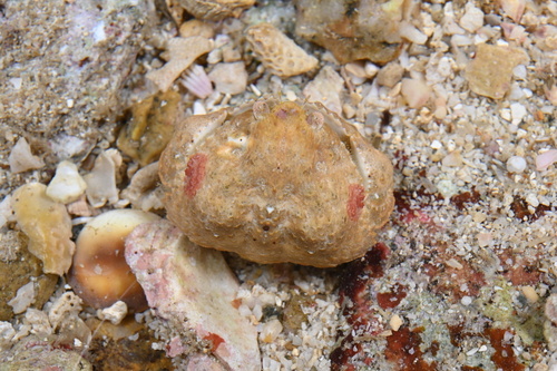 Calappa gallus observed 2026-05-04