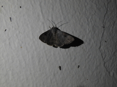 Avatha discolor