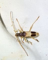 Coptocercus trimaculatus