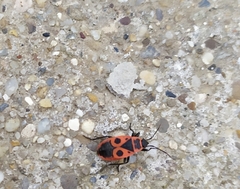 Pyrrhocoris apterus