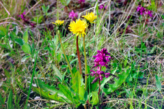 Taraxacum ceratophorum