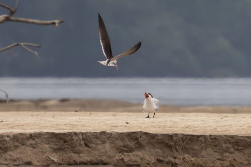 iNaturalist image