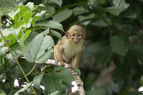 Northern Talapoin