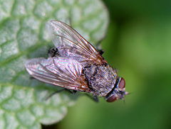 Diptera