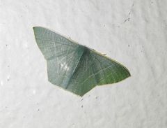 Thalassodes dorsilinea