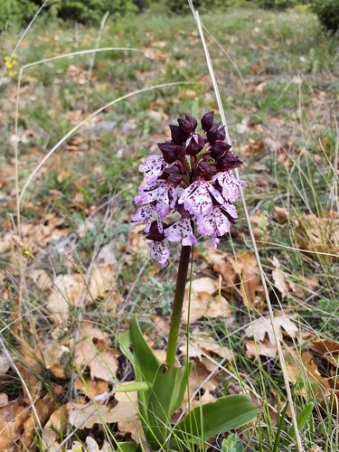 Lady Orchid