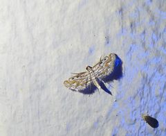 Parapoynx dentizonalis