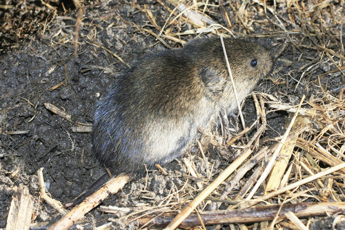 Eastern Meadow Vole