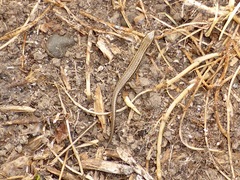 Oligosoma polychroma