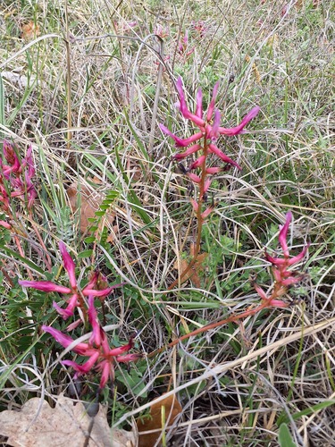 Montpellier Milkvetch