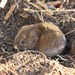 Meadow Vole - Photo (c) Jerry Cannon, some rights reserved (CC BY-NC), uploaded by Jerry Cannon