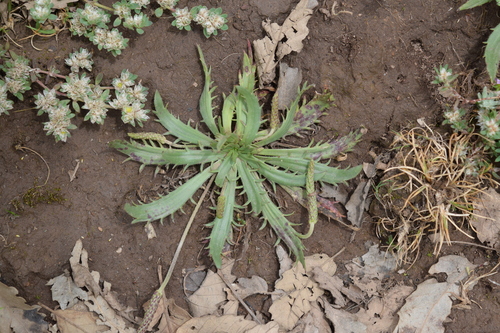 Plantago serraria, photograph 3