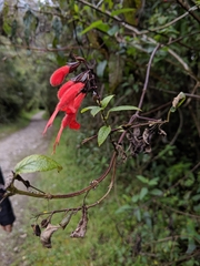 Salvia quitensis