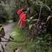 Salvia quitensis - Photo (c) Maleen Mund, osa oikeuksista pidätetään (CC BY-NC), lähettänyt Maleen Mund